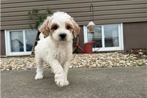 Zahara - puppy for sale