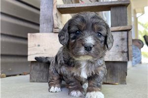 Nigel - puppy for sale