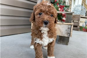 Abigail - puppy for sale