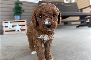 Zoey - Goldendoodle, Mini for sale