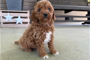 Monroe - puppy for sale