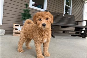 Sutton - Goldendoodle, Mini for sale
