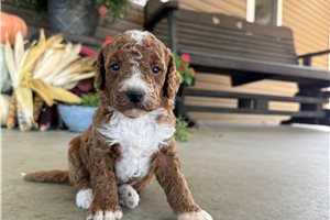 Adonis - puppy for sale