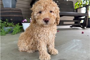 Heith - Goldendoodle, Mini for sale