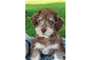 Percival - Schnoodle for sale