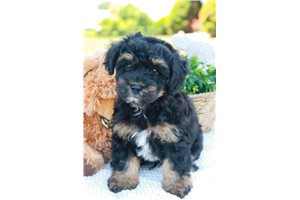 Pavel - Schnoodle for sale
