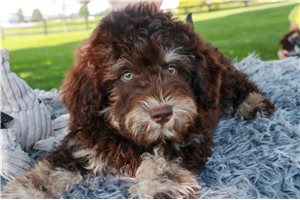 Pascal - Schnoodle for sale