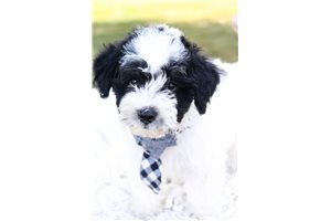 Panda - Schnoodle for sale