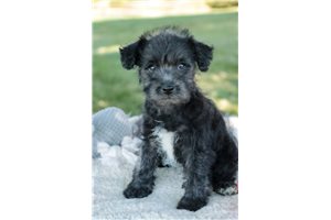 Max - Schnoodle for sale