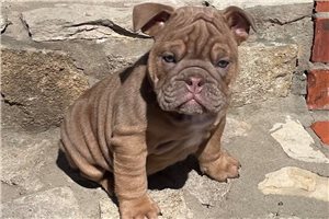 Jillian - English Bulldog for sale