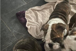 Irving - puppy for sale