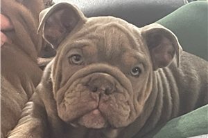 Juno - English Bulldog for sale