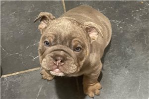 Juno - English Bulldog for sale