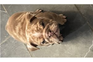 Jett - puppy for sale