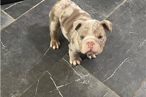 Jamison - puppy for sale