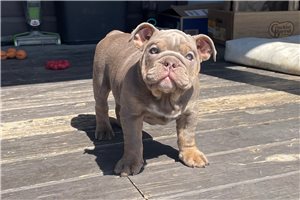 Jessica - English Bulldog for sale