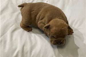 Jacob - English Bulldog for sale