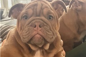 Jillian - puppy for sale