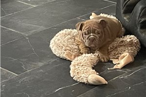 Jessica - puppy for sale