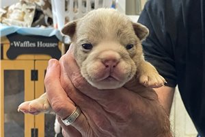 Jamison - English Bulldog for sale