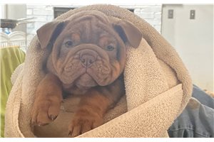 Jenson - English Bulldog for sale