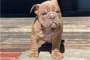 Jessica - English Bulldog for sale