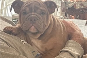 Jessica - puppy for sale