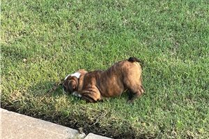 Ivan - puppy for sale