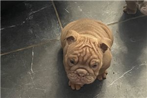 Jillian - puppy for sale