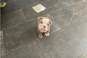 Milton - English Bulldog for sale