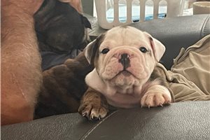 Ives - puppy for sale