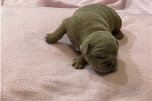 Juno - English Bulldog for sale