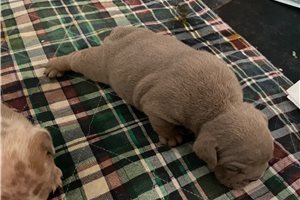 Jenson - English Bulldog for sale