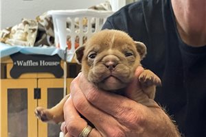 Jessica - puppy for sale