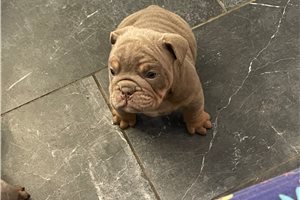Jenson - puppy for sale