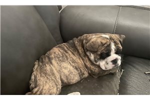 Iris - English Bulldog for sale