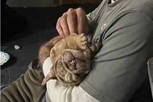 Jett - English Bulldog for sale