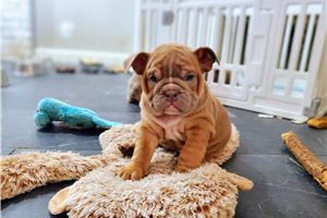 Jessica - English Bulldog for sale