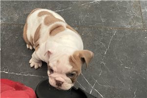 Melissa - puppy for sale