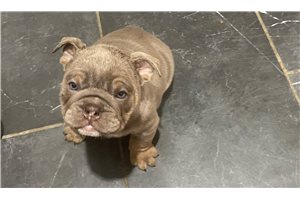 Juno - puppy for sale