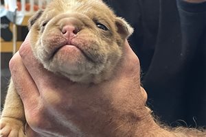 Jett - English Bulldog for sale