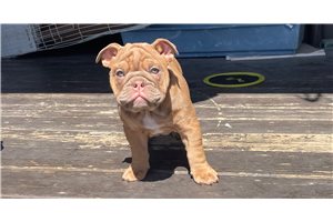 Jillian - English Bulldog for sale