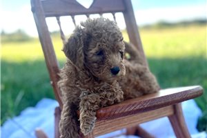 Flossy - Cockapoo for sale