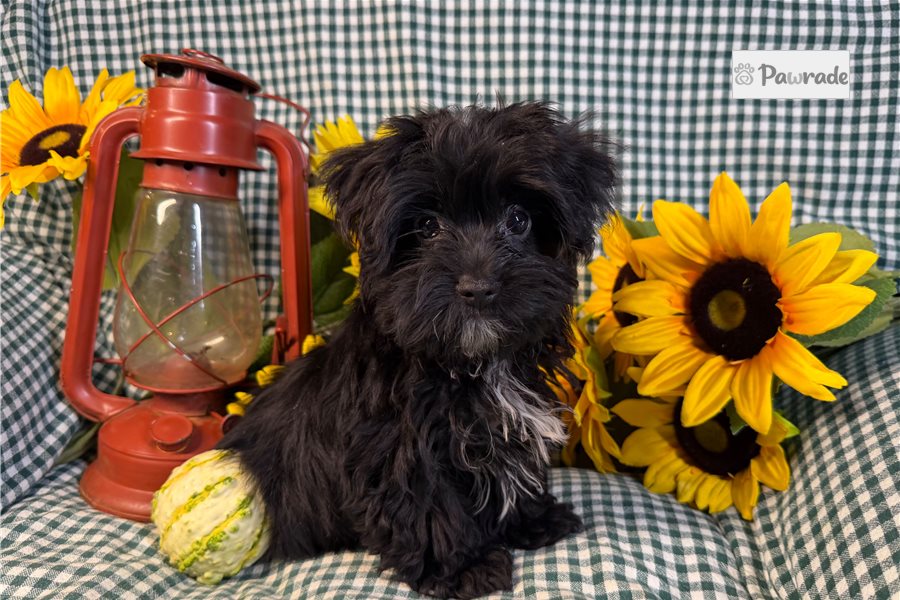Chris - Morkie for sale