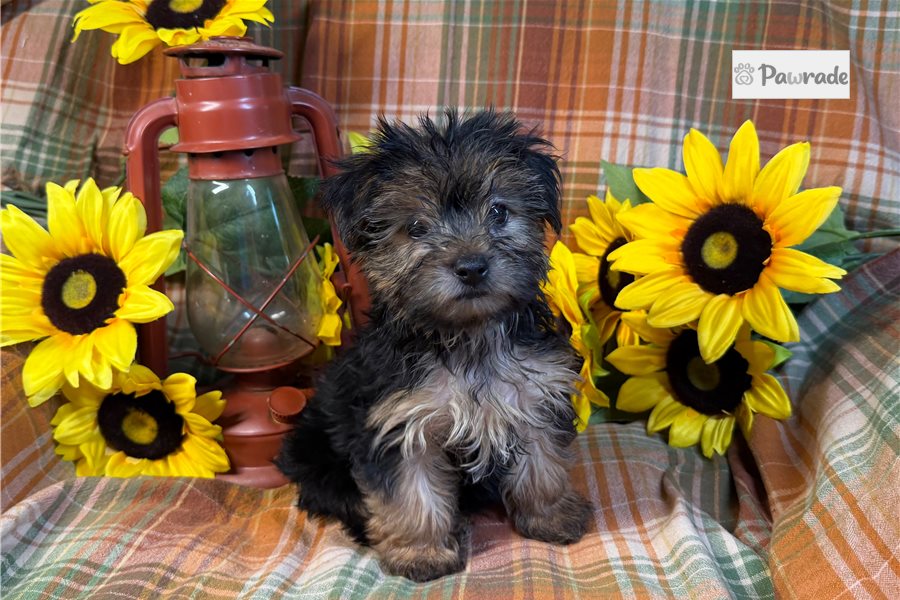 Faith - Morkie for sale