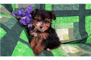 Stella - Aussiedoodle for sale