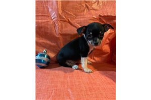 Jemma - Chihuahua for sale