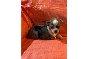 Juan - Chihuahua for sale