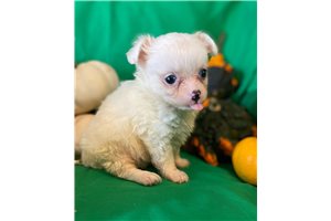 Kaleb - Chihuahua for sale