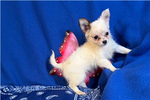 Haylee - Chihuahua for sale